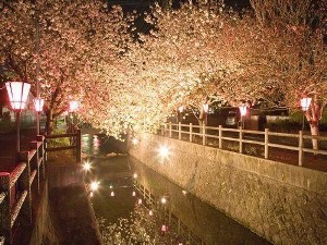 中野川　桜